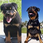 Bella Athena Alvarez - @bella_tastic_di_rottie - Instagram