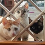 🗡️Arthur 💠 Yuna 🏛️ Athena 🏺 - @arthur_yuna_athena_cats - Instagram