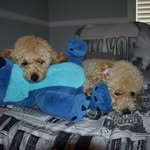 Arthur and Athena - @arthurandathena - Instagram