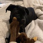 Athena Ashley - @athena_mastiff_mix0221 - Instagram