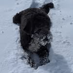 Athena Atkinson - @athena_thegreekdoggess - Instagram