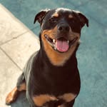Athena Avila 🐶 - @athenatherottweiler - Instagram