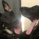 Zeus & Athena Avila - @zeusandathenaavila - Instagram