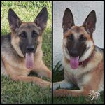Athena & Bailey GSDs - @gsd.athenaandbailey - Instagram