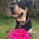 Athena Kahlua & Bailey - @athena.l.o.v.e.s.kb - Instagram