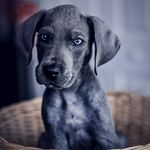 Baisden fur babies - @zeus_athena_greatdanes - Instagram
