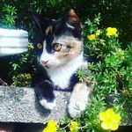 Athena Baldwin - @blue_kitty118 - Instagram