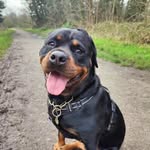 @athena_ballerina_the_rottie - Instagram