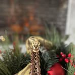 Athena Ballpython - Facebook