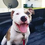 Athena Barber - @athena_the_puppyboa - Instagram