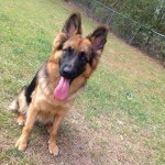 Athena Barnes - @athena_shepherdlife - Instagram