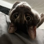 Athena Baron - @athenagoesmeow - Instagram