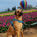 Athena Barton - @athena_ridgebackgoddess - Instagram