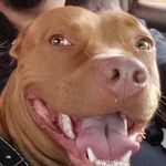 Athena Bastos - Pet Influencer - @athenabastosvantagemjf - Instagram