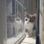 Athena - @athenabattlecat - Instagram