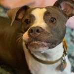 Athena Battle - @athenathebattledoggess - Instagram