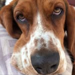 Athena Bean - @athena_thesassybasset - Instagram