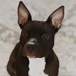 Athena Bean🐶 - @athenamariesdiary - Instagram
