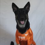 Athena "Bean" - @athena_marie_gsd - Instagram