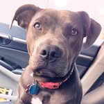 Athena Bean - @athenathepibblepup - Instagram