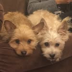Athena Bean And Kara Bear - @beanandbear_dogs - Instagram