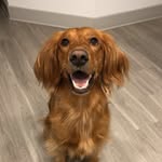 Athena the Golden - @athena.beana - Instagram