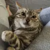 AthenaBean - @athenathebengal - TikTok