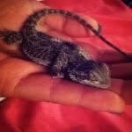 Athena 🐲 - @athena_the_beardie_ - Instagram
