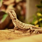 Athena - @_athena_the_beardie_ - Instagram