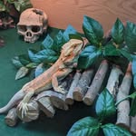 Athena - @athena.the.beardie - Instagram