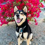 Athena - @athena_bear_dogge - Instagram