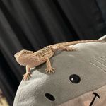 athena - @athena_the_beardeddragon - Instagram