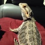 Athena - @athena_the_beardie - Instagram