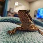 Athena - @athena_the_cute_bearded_dragon - Instagram