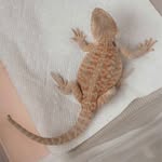 Athena pickles - @athena_pickles_bearded_dragon_ - Instagram