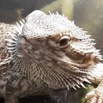 Athena the Bearded Dragon - @athena.the.bearded.dragon - Instagram