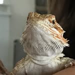Athena The Beardie - @athenathebeardie - Instagram