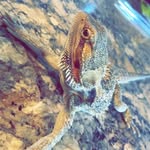 Athena The Beardie - @athenathebeardie_1 - Instagram