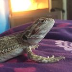 Athena_the_beardie - @athena_the_beardie_2 - Instagram