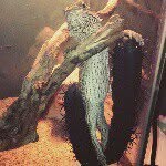 Athena the Beardy - @athena_the_beardydragon - Instagram