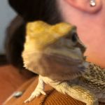 @athenathebeardeddragon - Instagram