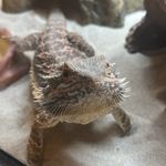 Mighty Dragon Athena 🦎 - @athena.beardie - Instagram