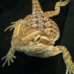 Riley Jones - @athena_the_beardie_12 - Instagram