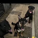 Doggie_madness - @athena_beckham_bruce - Instagram