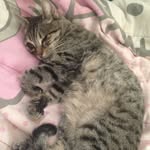 Athena - @athena_belly - Instagram