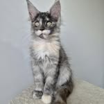@athena_bellatrix_mainecoon - Instagram