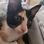 Athena Berry - @athena_the_calico - Instagram