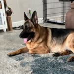 Athena Berry - @ladyathena_gsd - Instagram