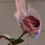 Athena Lane - @athenas_rasberry.jam - Instagram