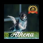 Athena- Dock Diving Cavalier - @athena_dock_diving_cavalier - Instagram